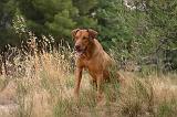 RODESIAN RIDGEBACK 264